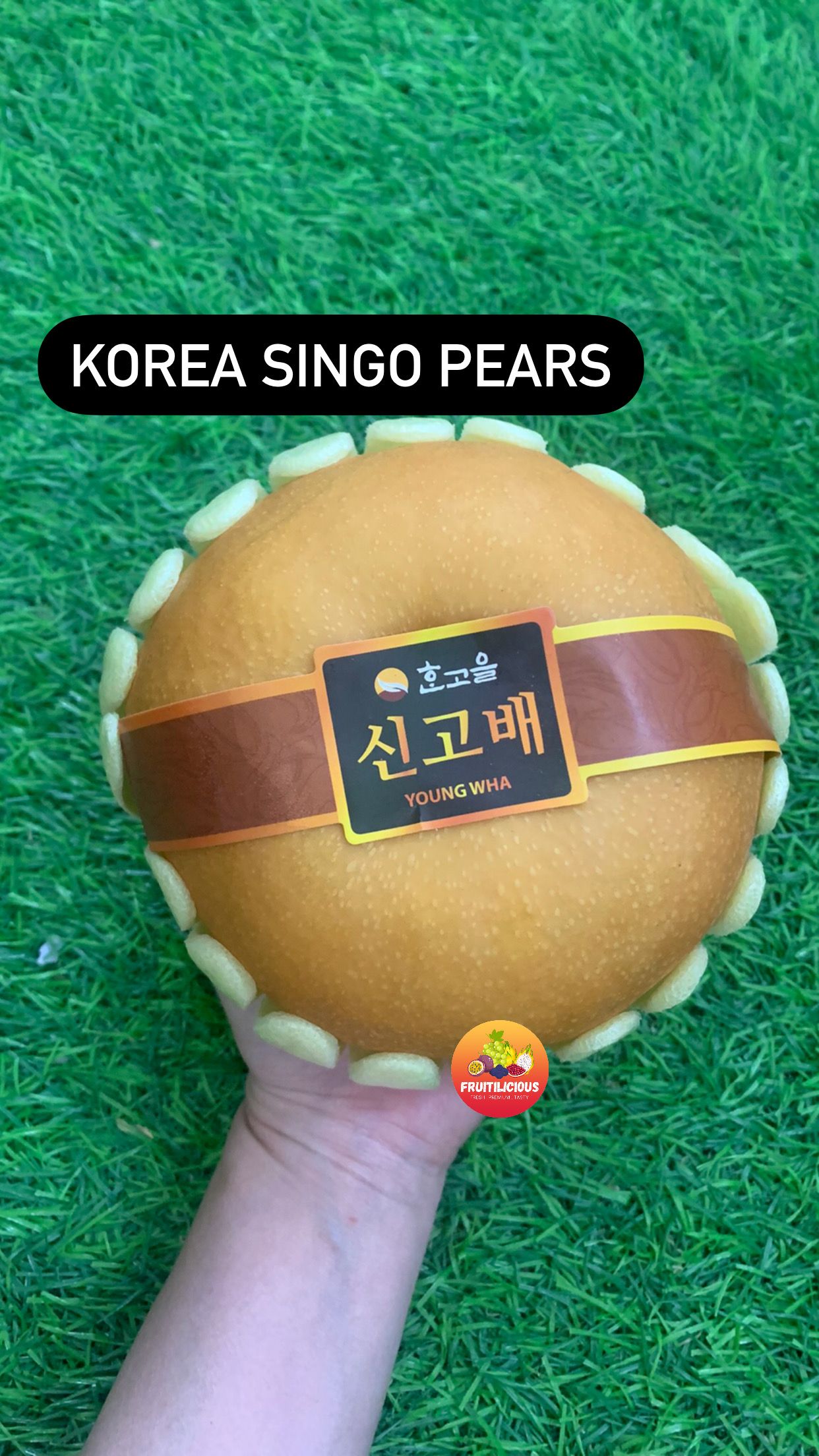 KOREA SINGO PEARS XXL_1