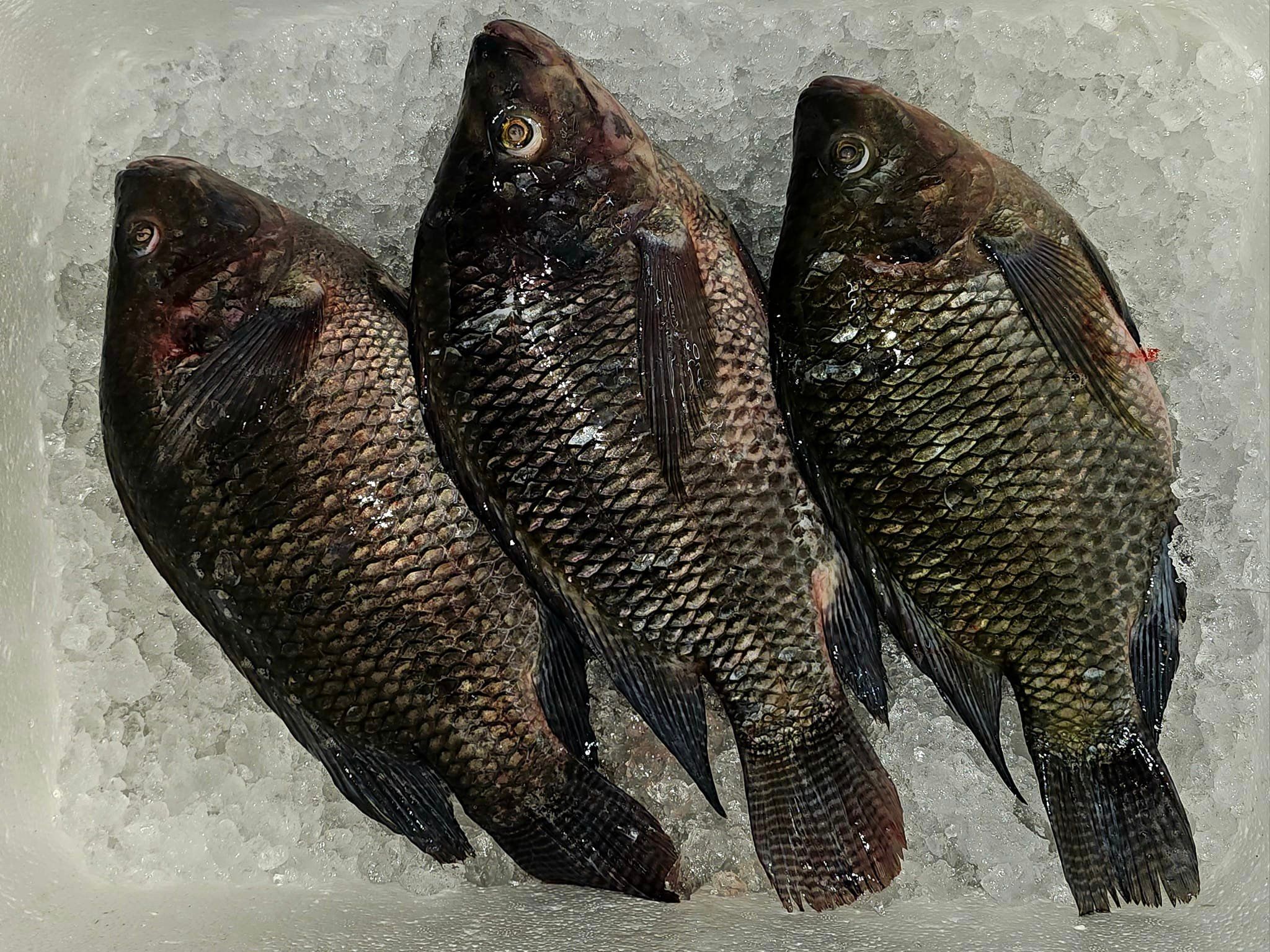 黑尼罗红 Black Tilapia_0
