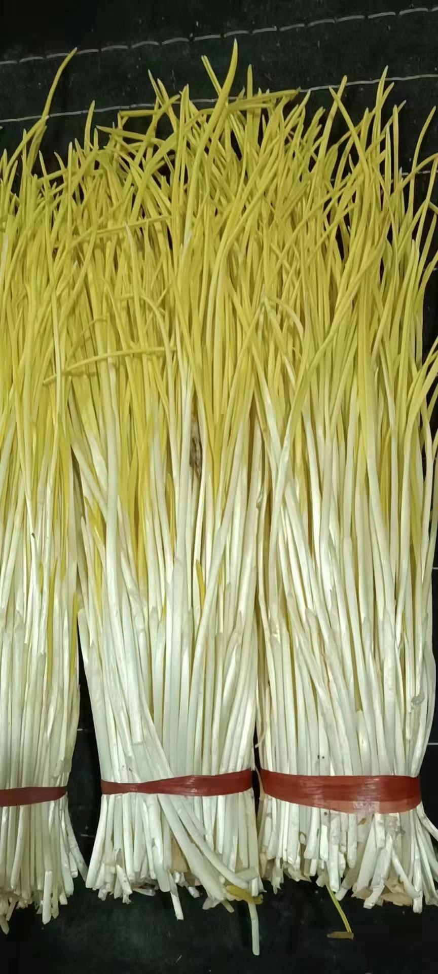 韭黄 -$7/1kg_0
