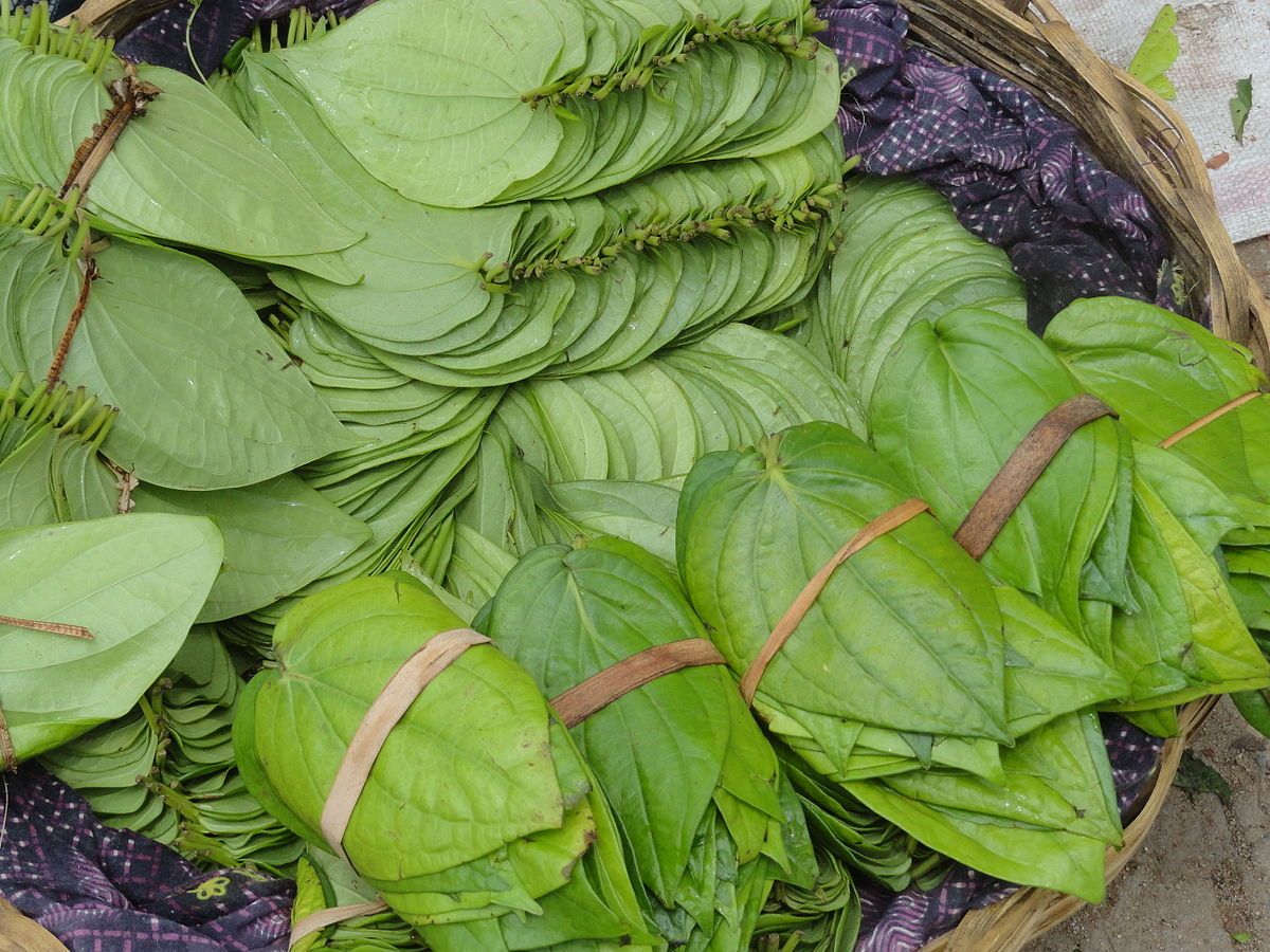 Betel leaves 1 bunch_0