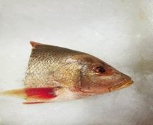 红鸡头(2片） Red Snapper Head(2pcs)_0