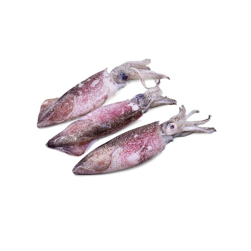 Sotong_1