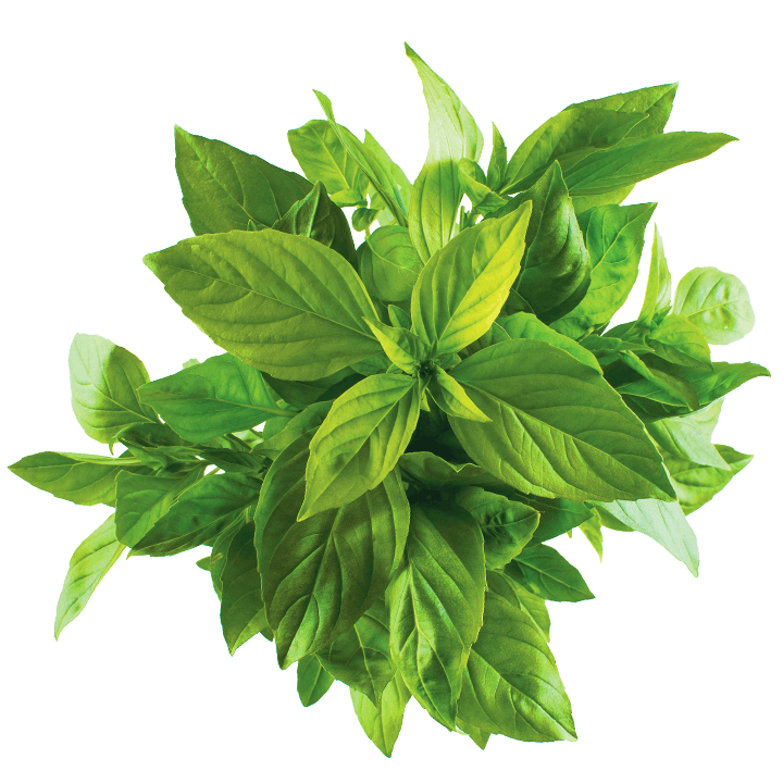 Thai Lemon Basil - 九層塔_0