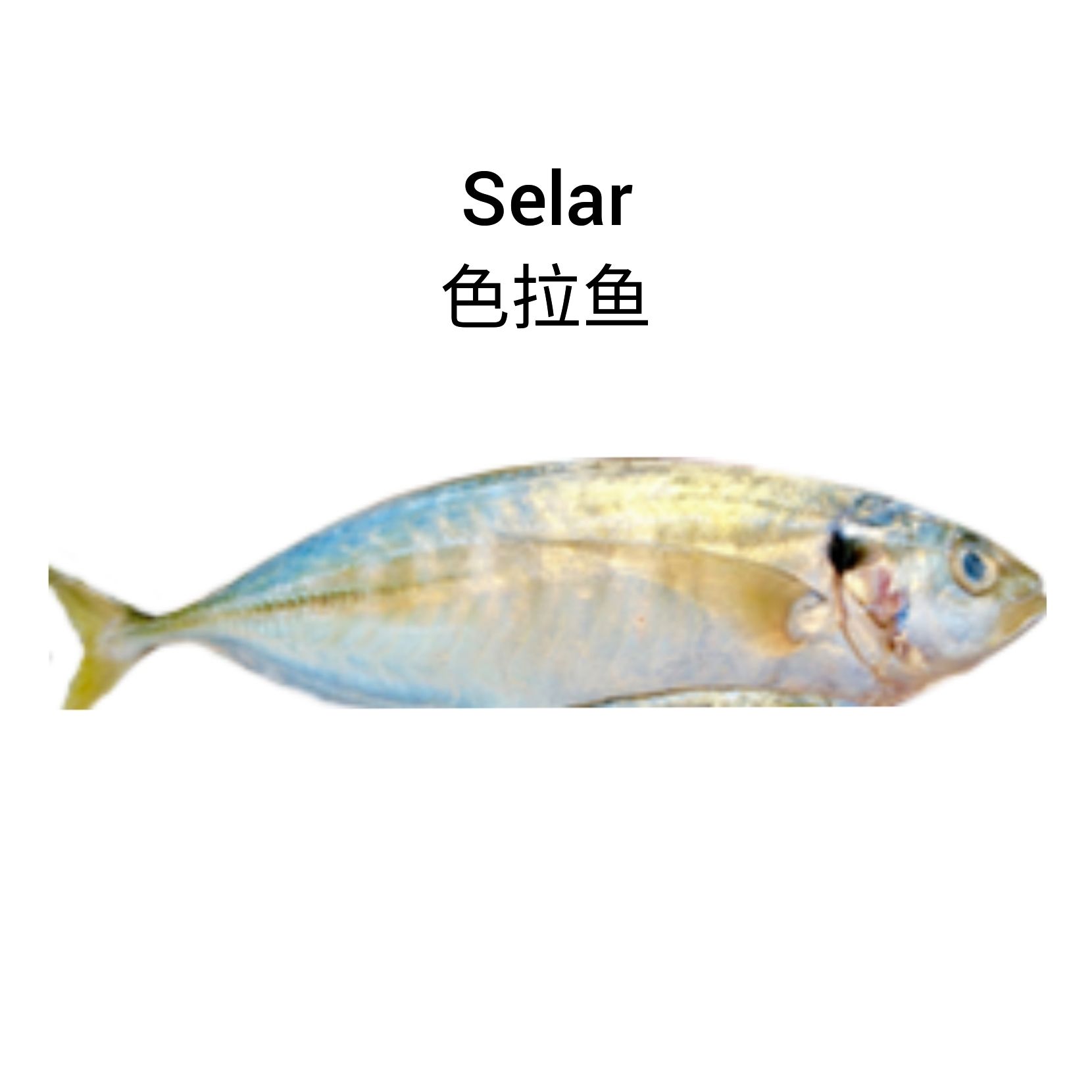 Selar 色拉鱼_0