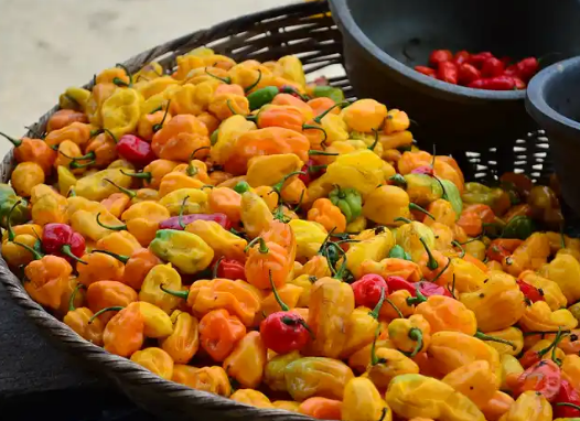 Yellow Nsukka pepper_0