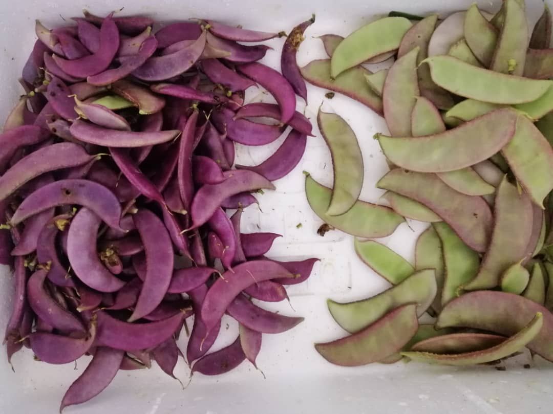 HOLLAND / SNOW PEA 荷兰豆 100g_0