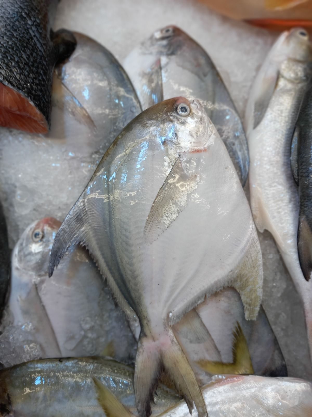 White Pomfret  白鲳 ( 350g to 400g )_2