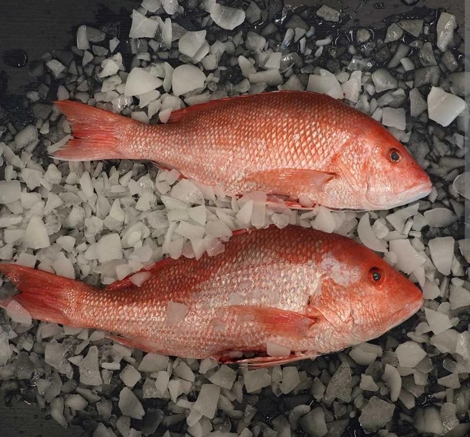 野生红鸡鱼 Wild Red Snapper_0