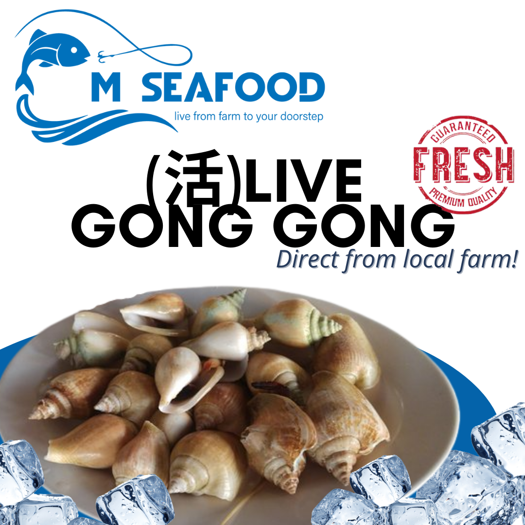 Live Gong Gong (贡贡) Edible sea snails _0