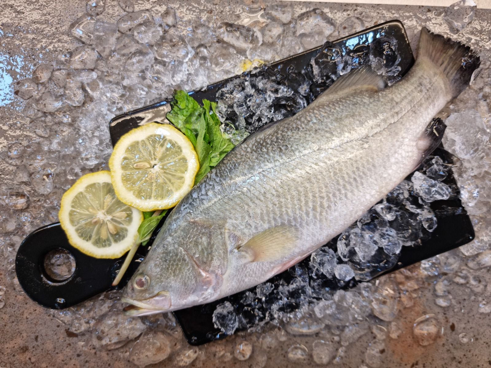 Seabass from Kukup 龟咯金目路_1