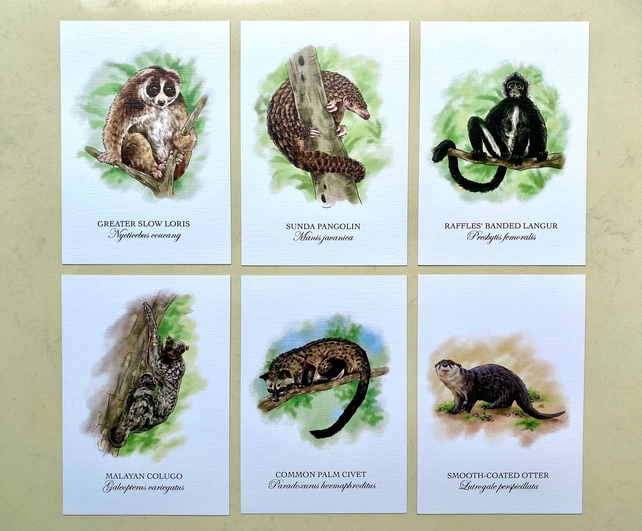 Mammals of Singapore Postcard Set (Set of 10)_1