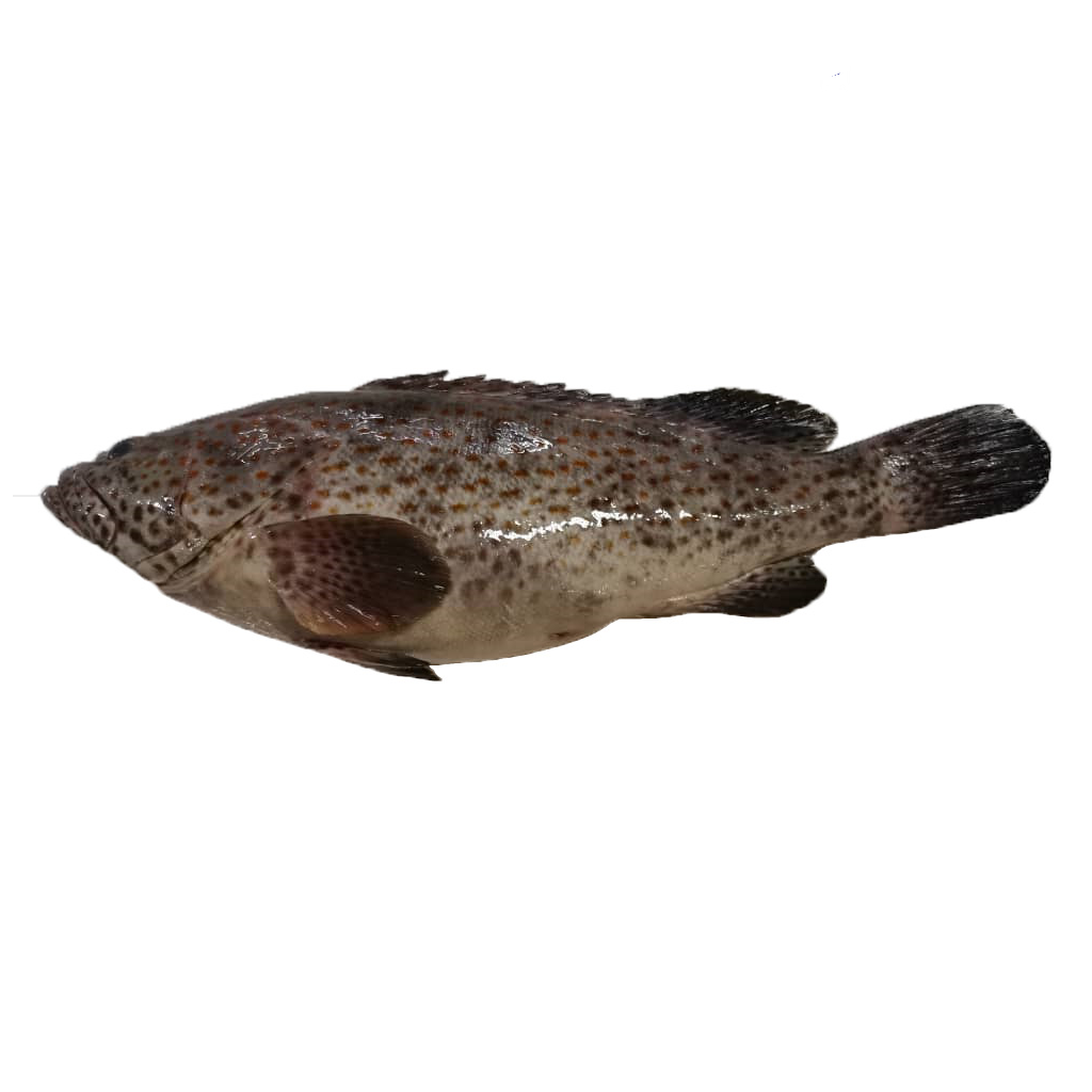 KERAPU / GROUPER 石斑鱼 （一只1.7-2.5kg）_0