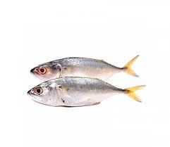 Ikan_3