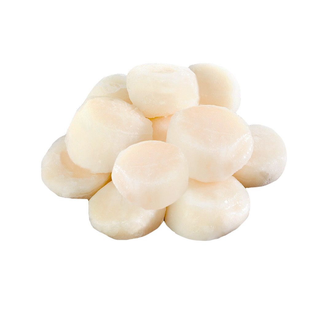 Japanese Scallop_0