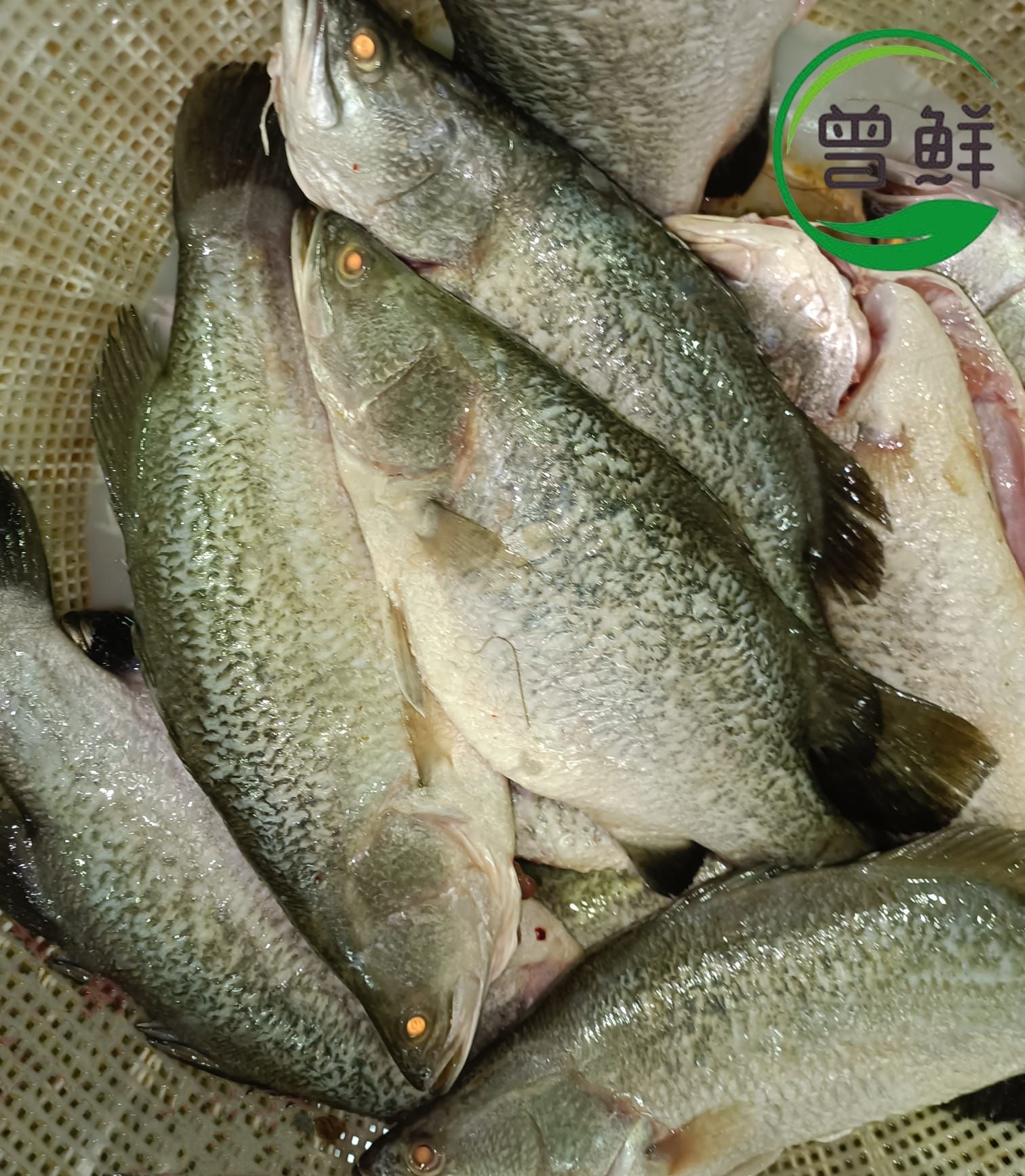 金目鲈 Seabass_0