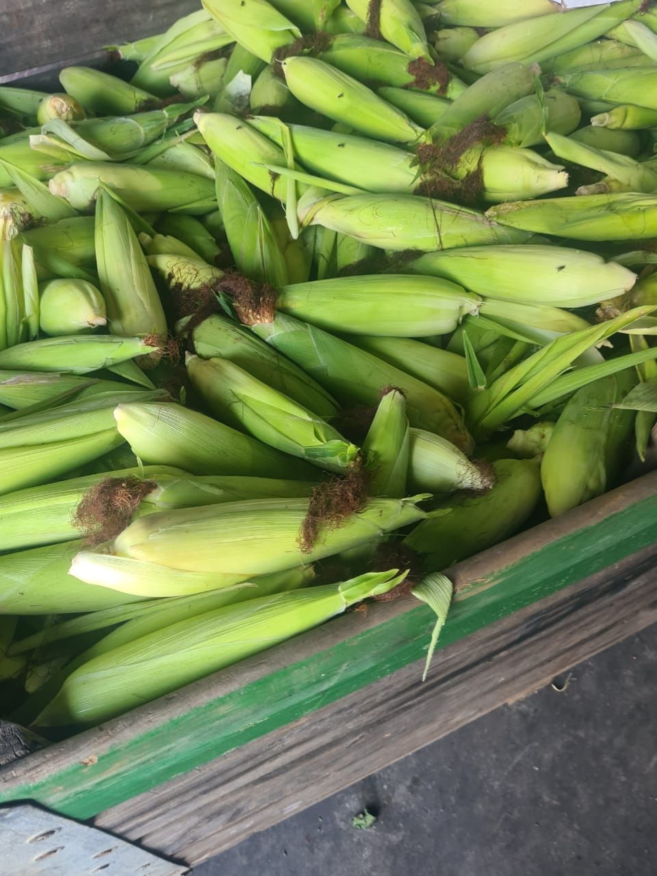 Corn_0