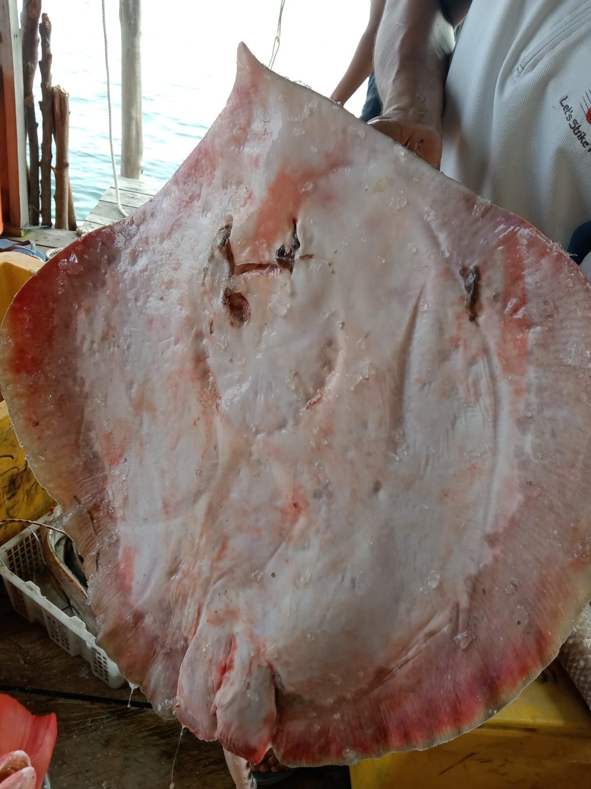 STINGRAY _1