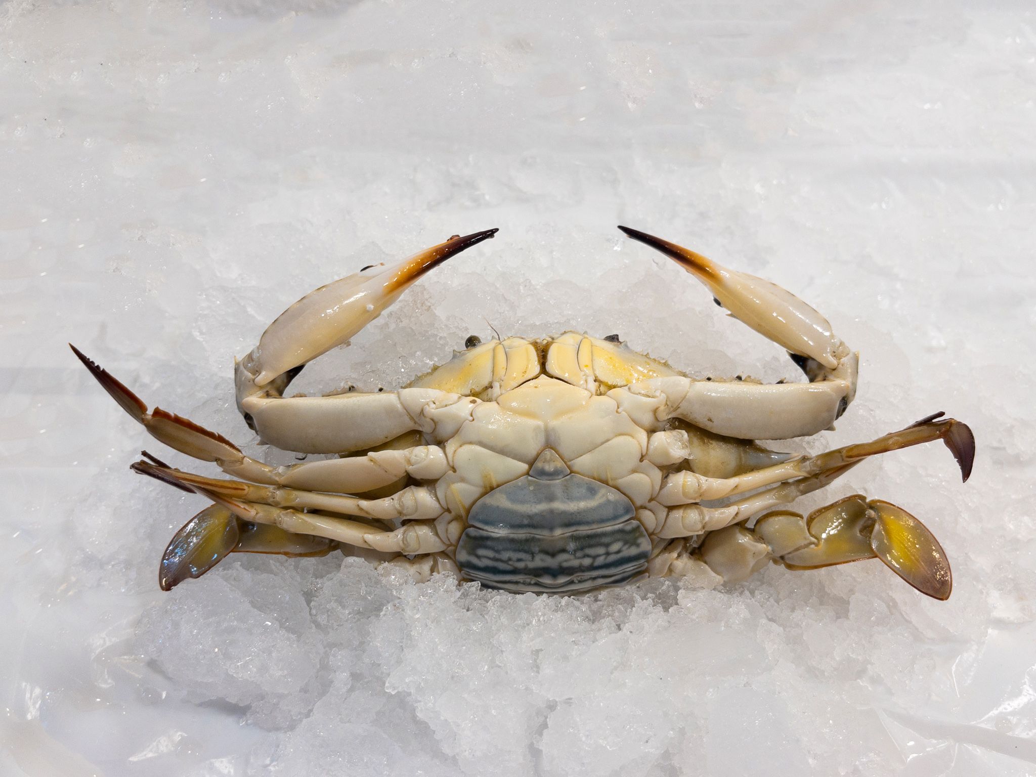 C01 Flower Crabs 花蟹_2