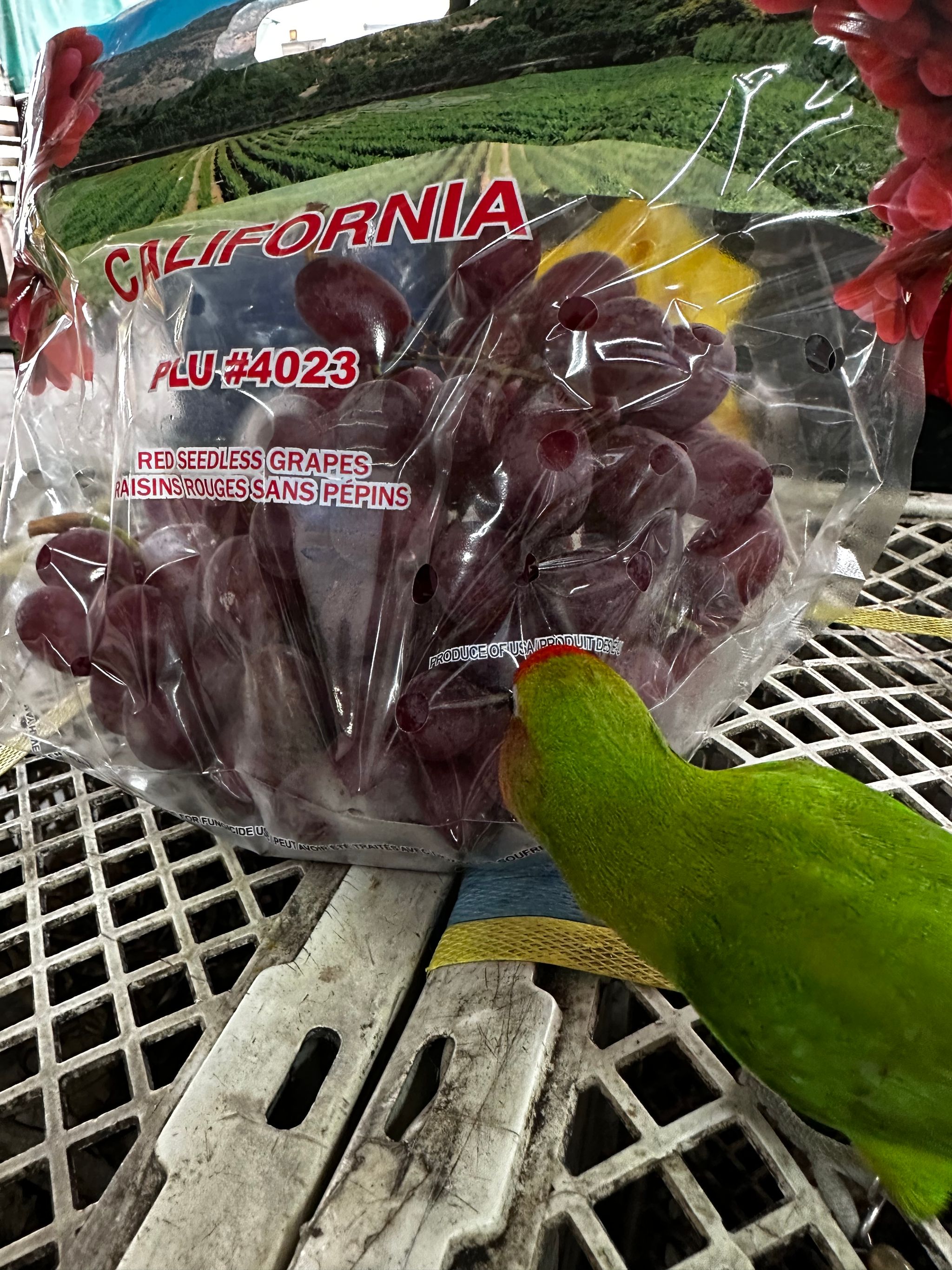 USA Allison seedless Red Grapes 1kg O_0