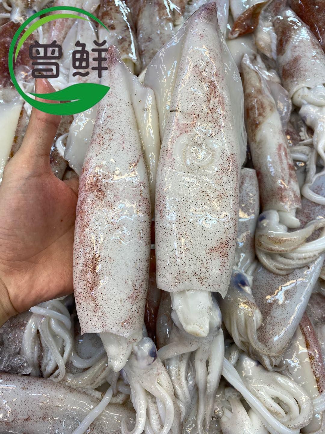 苏东 Squid_1