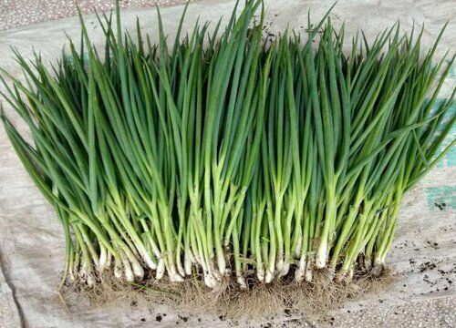 小香葱 -$5/1捆/500g_1