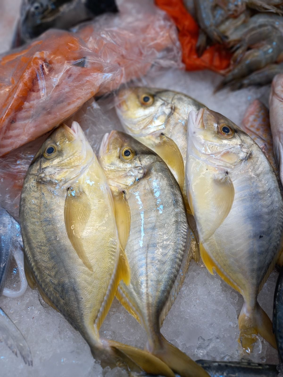 Golden Trevally 文兰_3