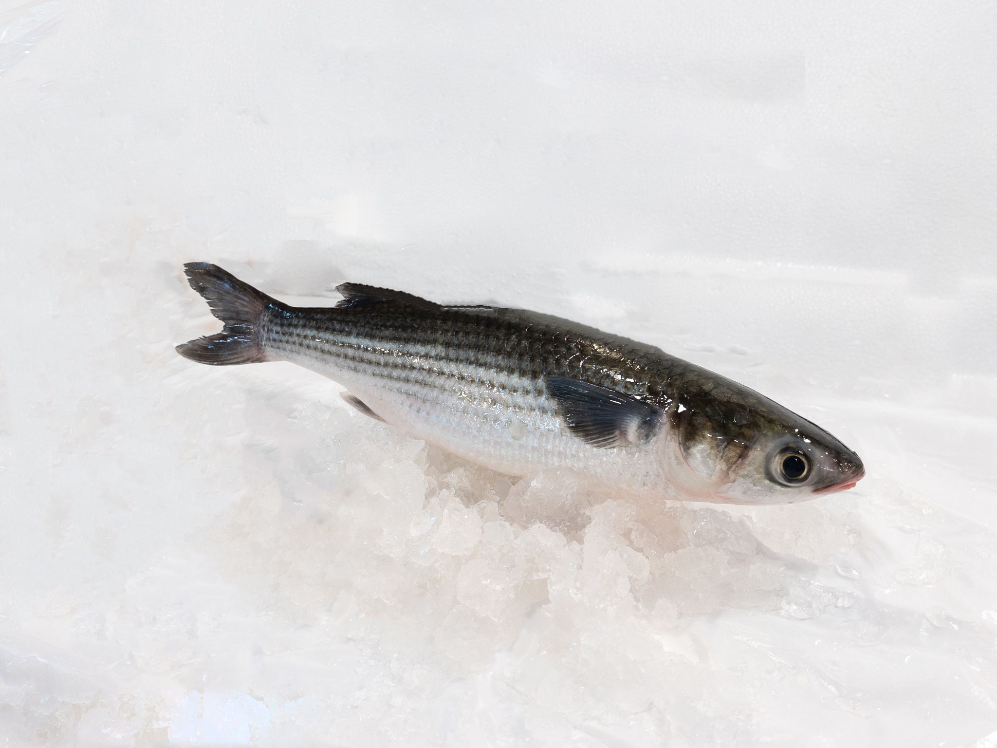 WF03 Mullet 鲻鱼_0