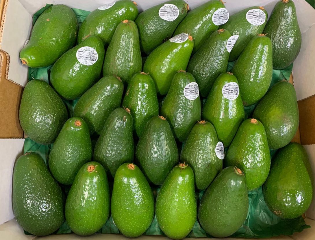 Premium avocado Hass products of Australia RB-LY_1