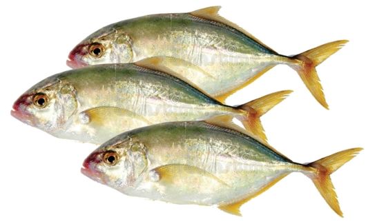 Trevally (Vatta)_0