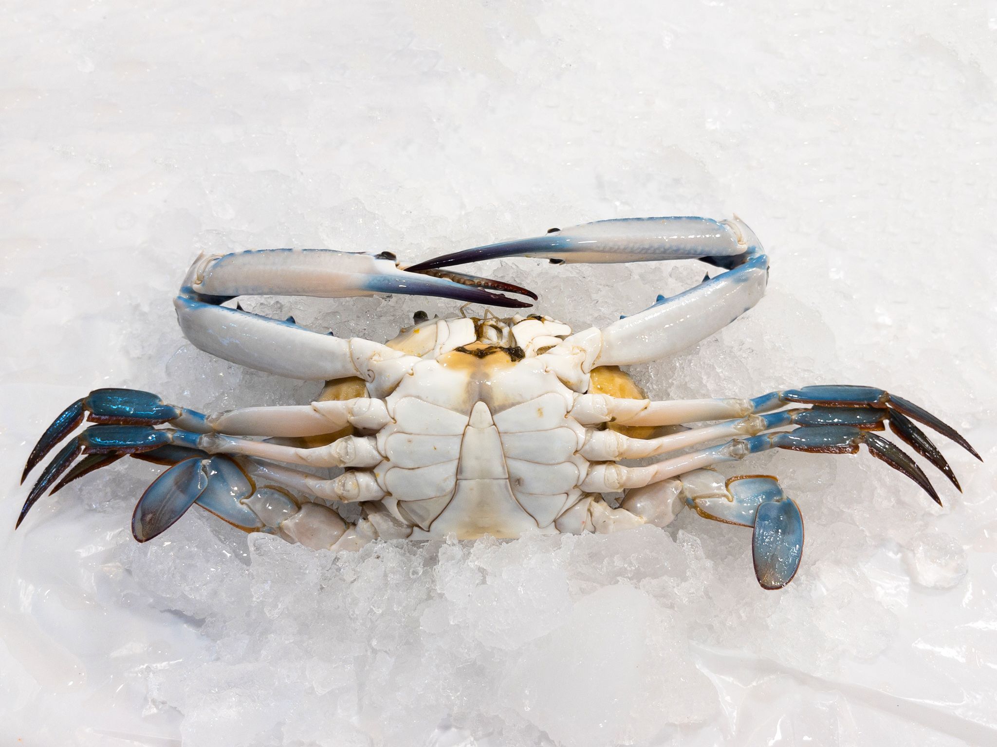 C01 Flower Crabs 花蟹_1
