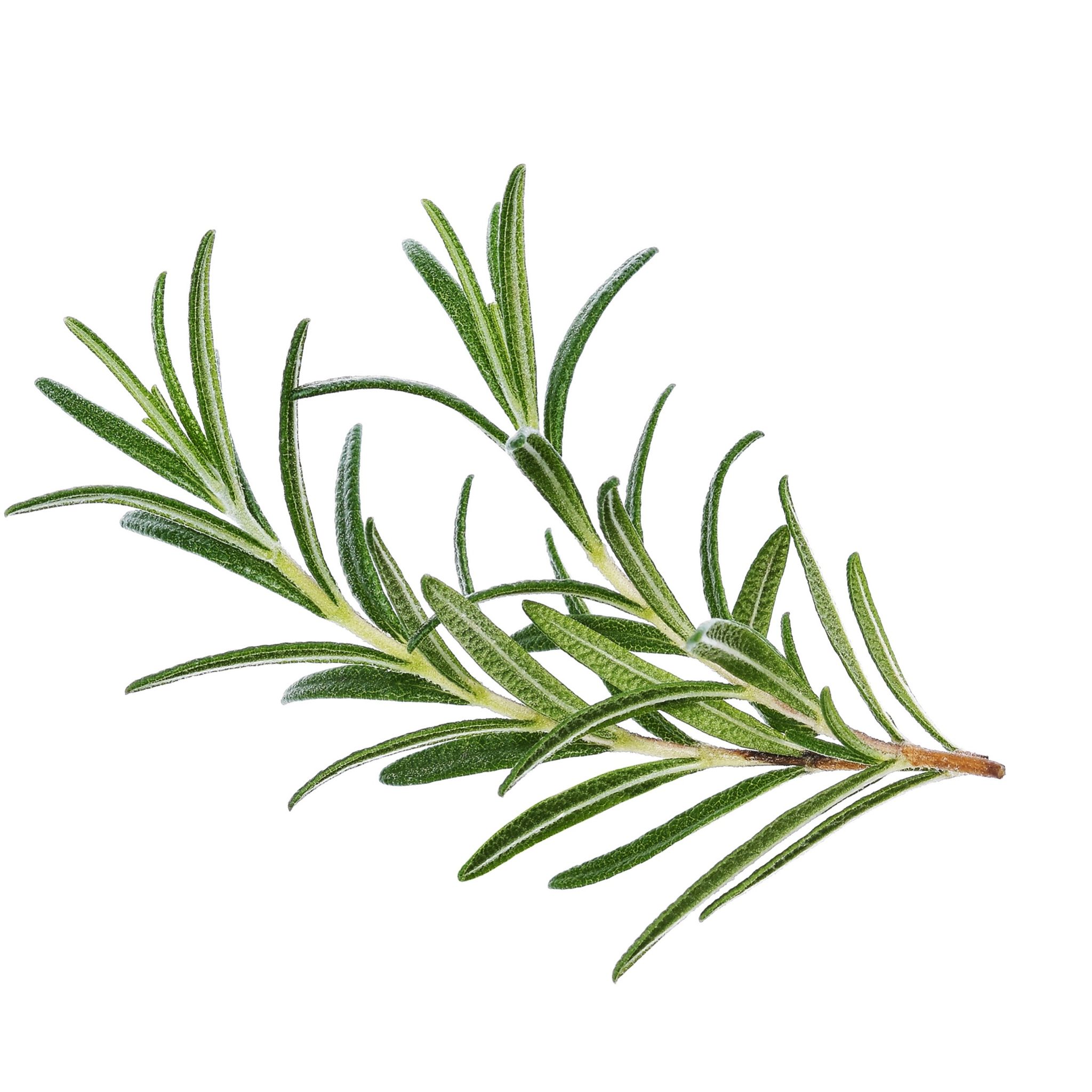 Rosemary (50g±) - 迷迭香(50g±)_0