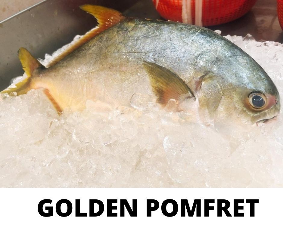 GOLDEN POMFRET_0