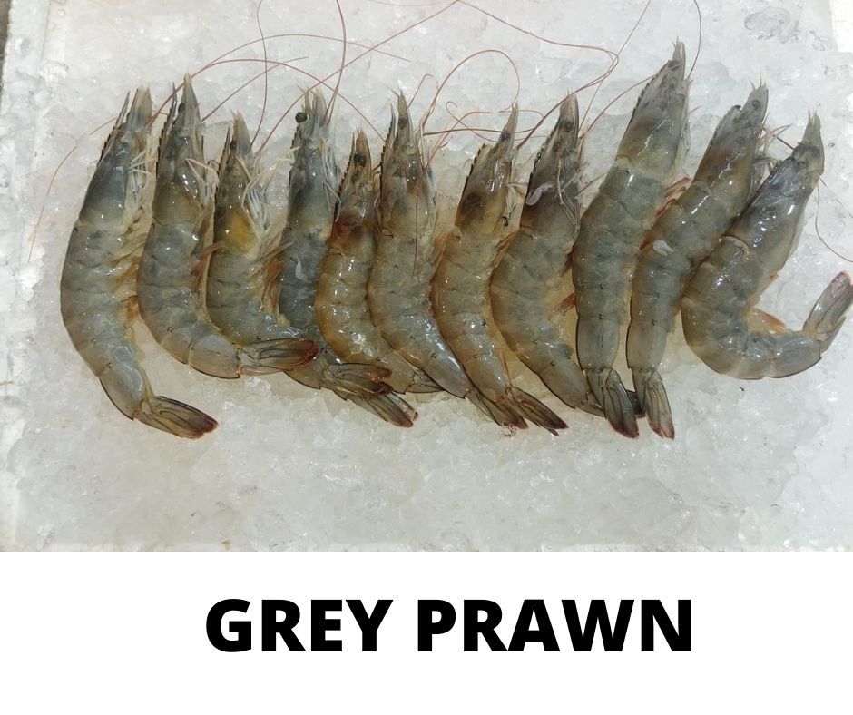 GREY PRAWN _0
