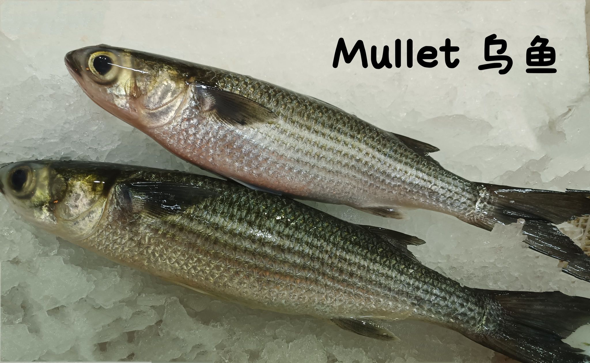 乌鱼 Mullet_0