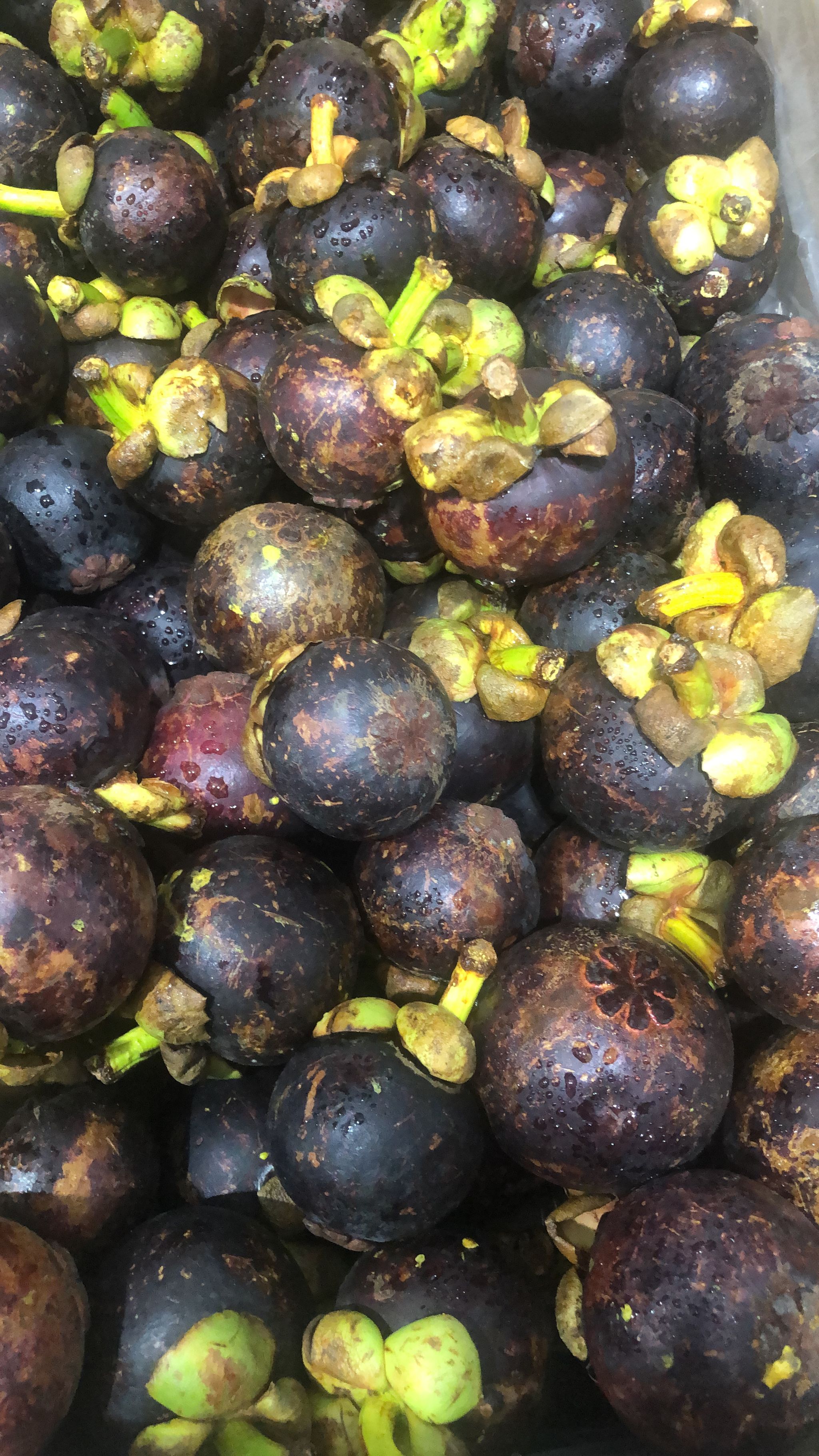 Thai Mangosteen_0