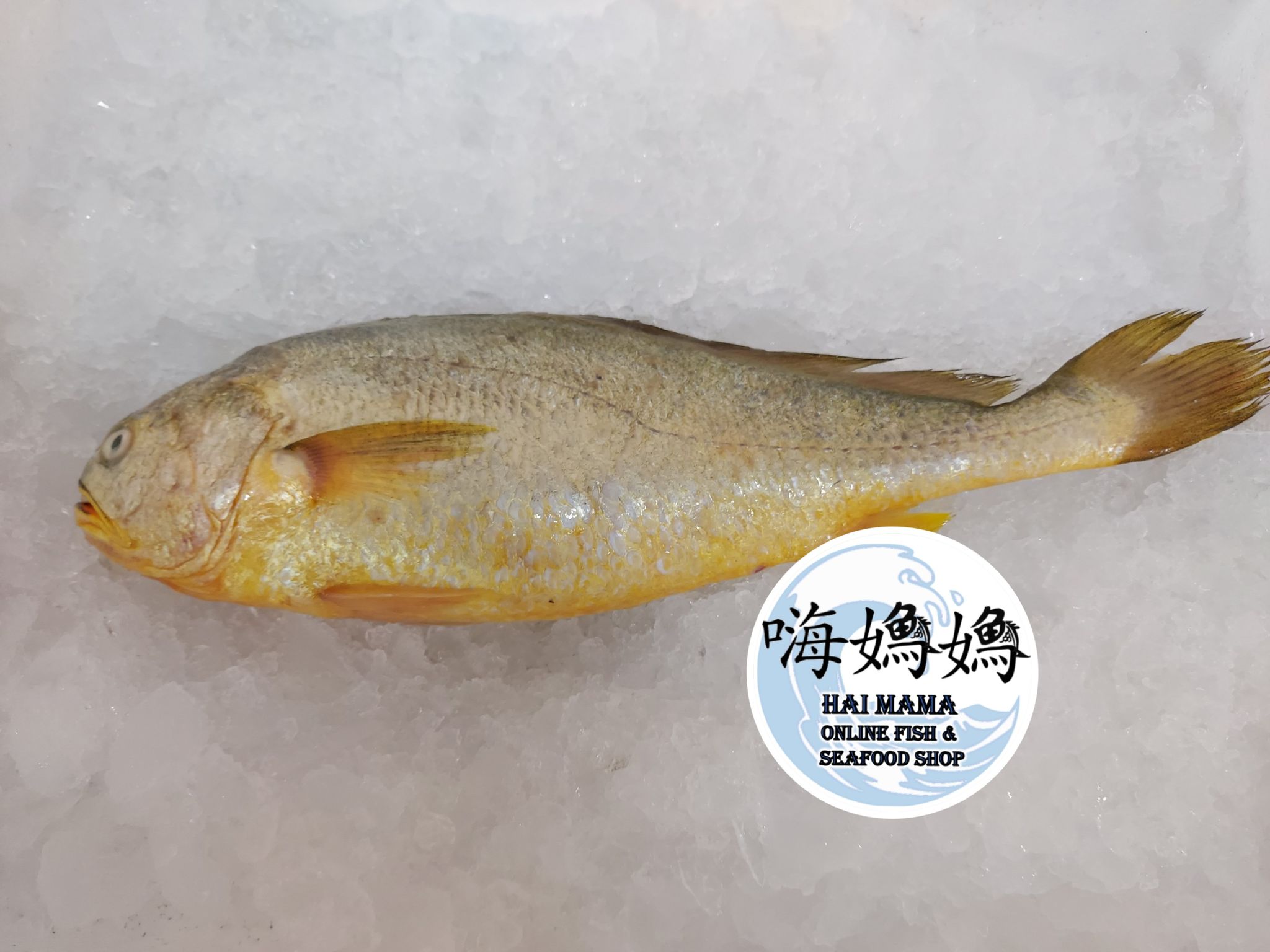 Yellow Croaker Fish 黄花鱼_0