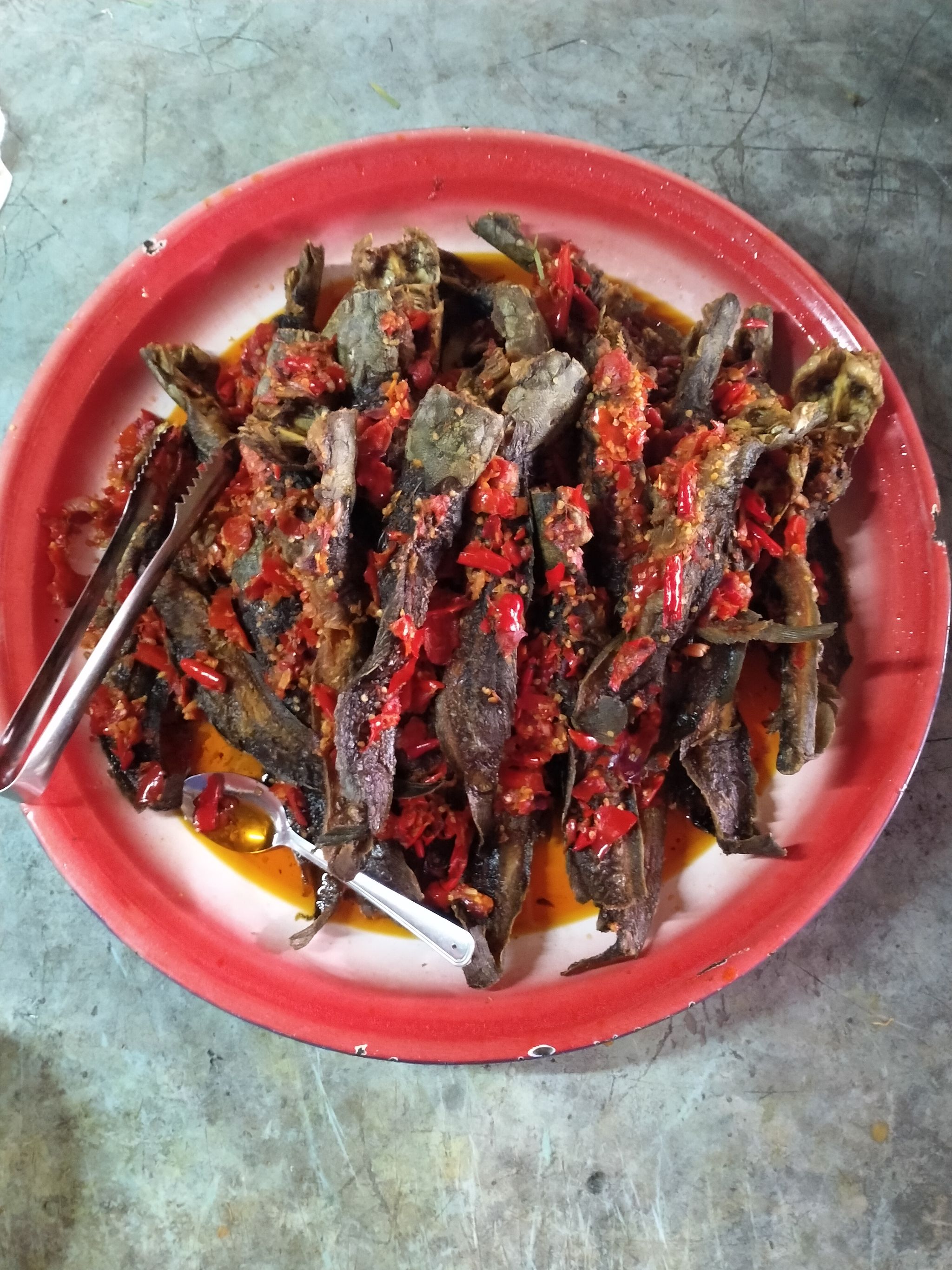 Ikan Keli Berlada_0