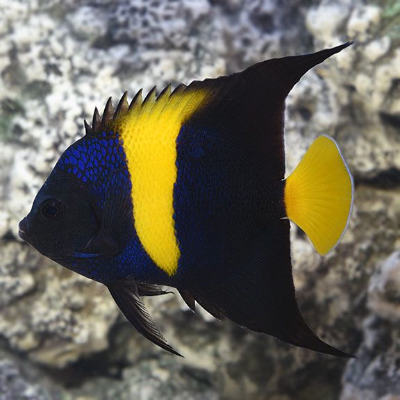 Asfur Angelfish_0