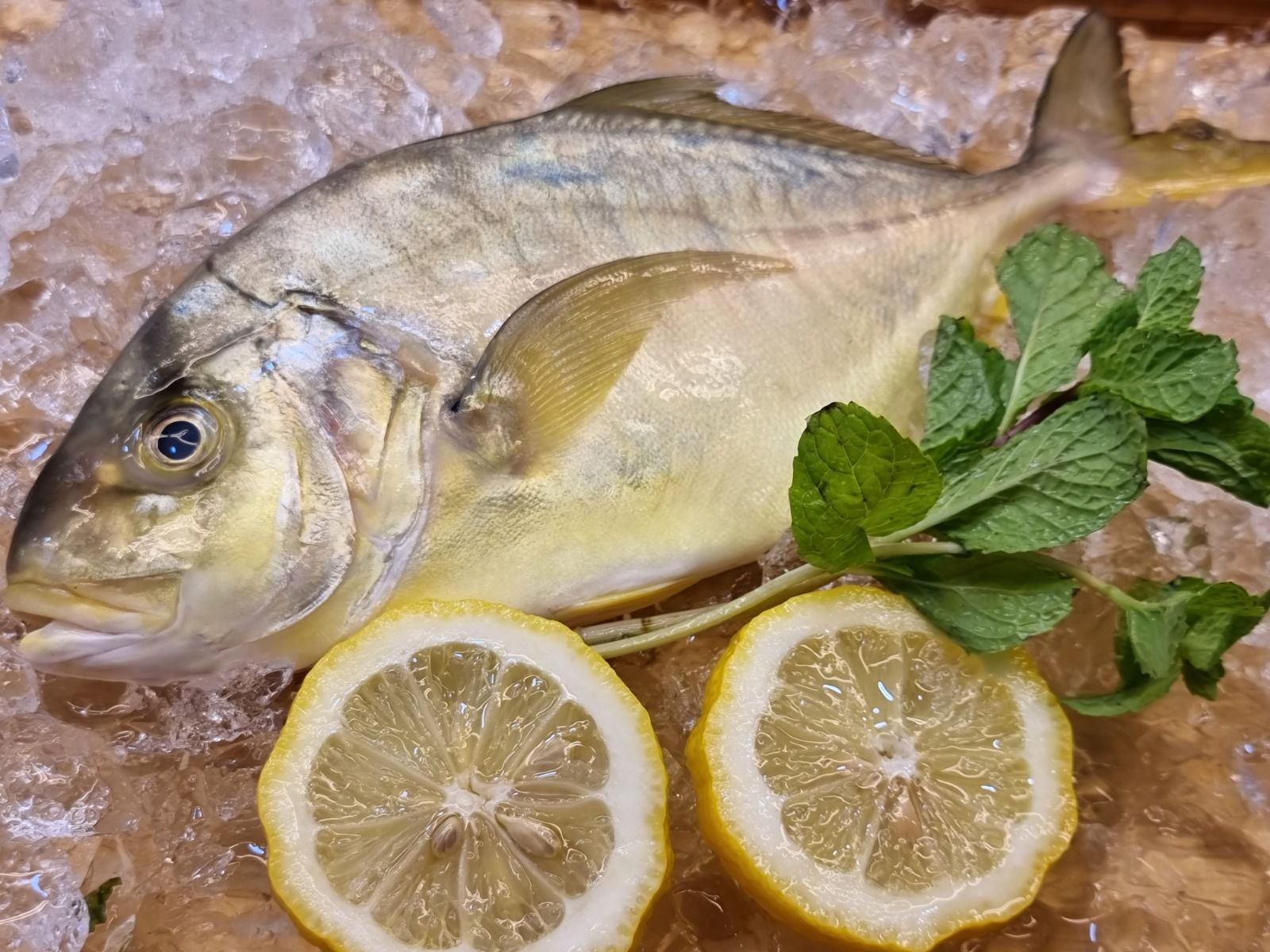 Golden Trevally 文兰_0