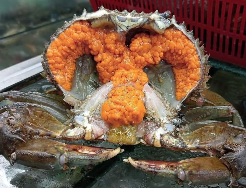 螃蟹 Crab_2