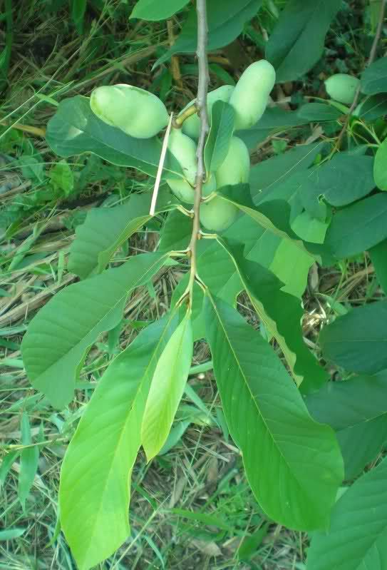 Paw Paw Sunflower_1