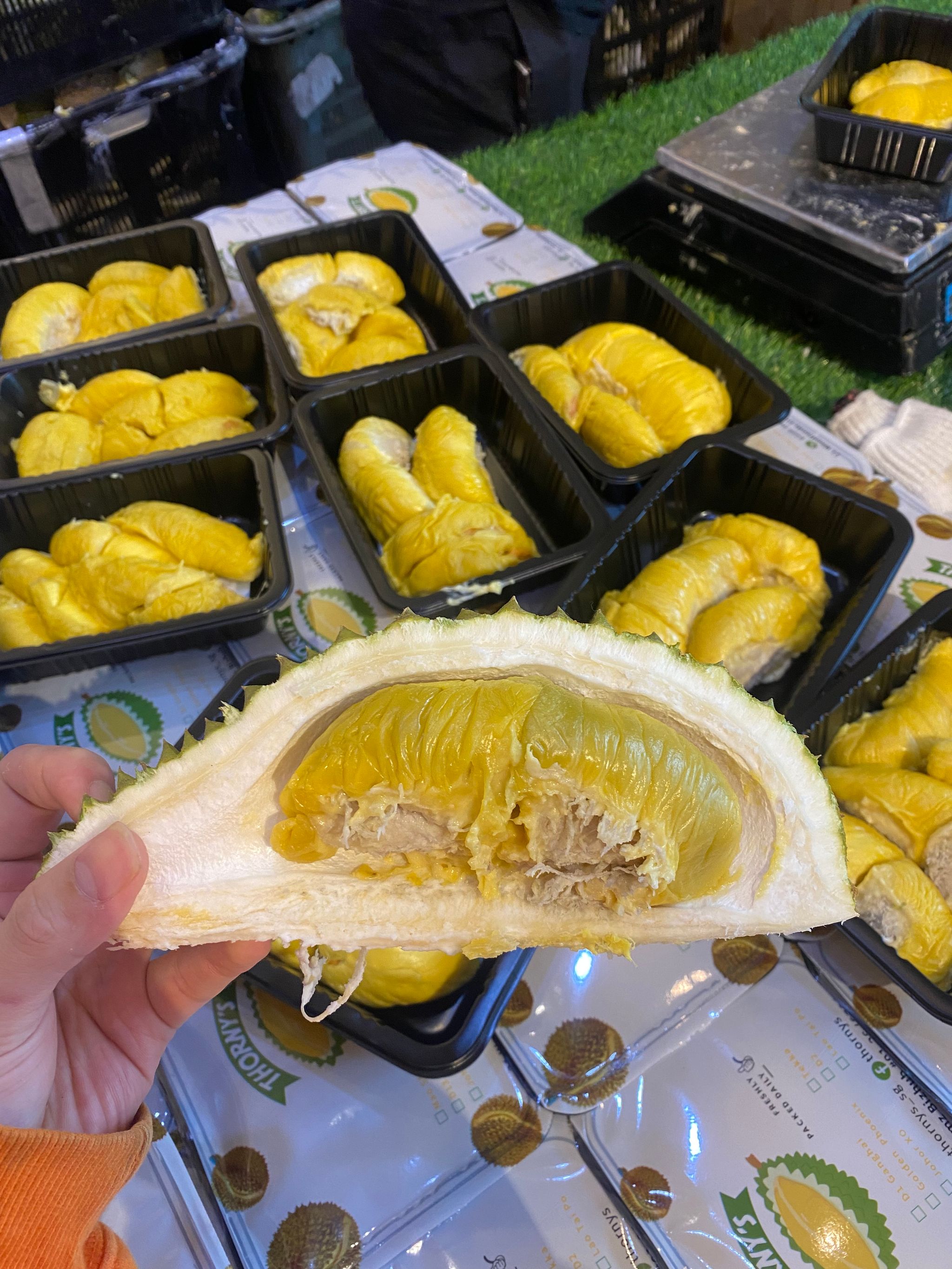 Mountain cat bundle _0