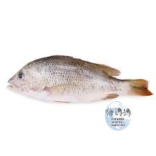 Whole Golden Snapper/ 红鲷_0