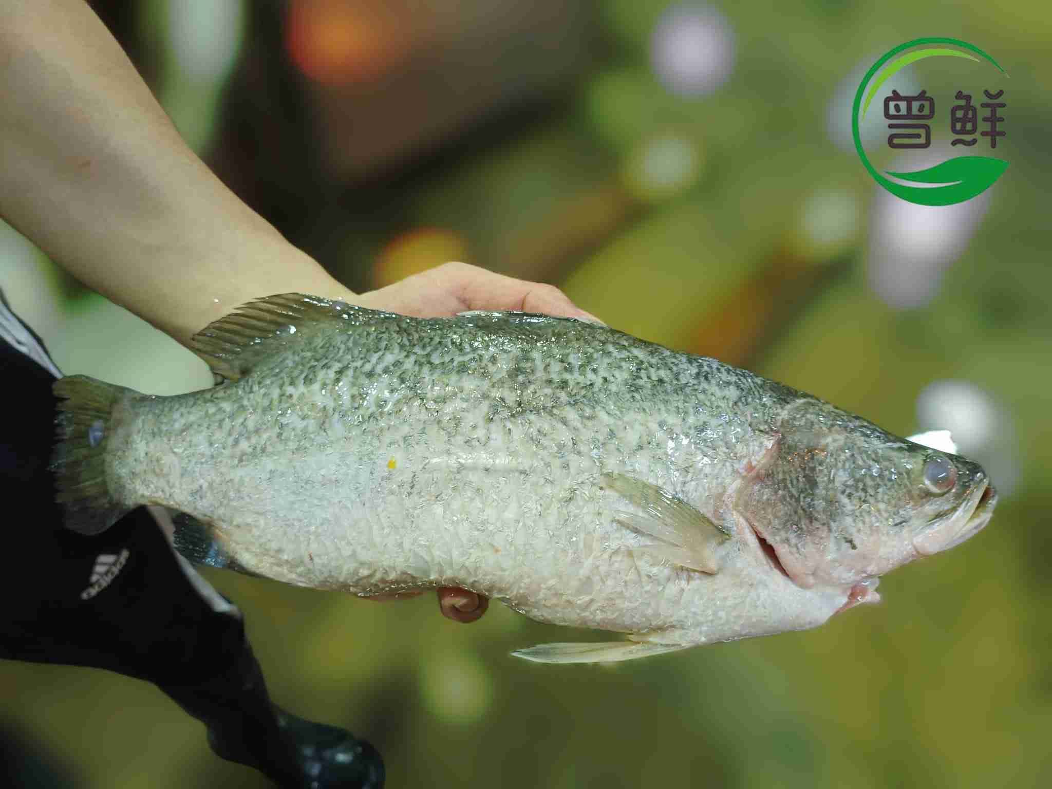 金目鲈 Seabass_2