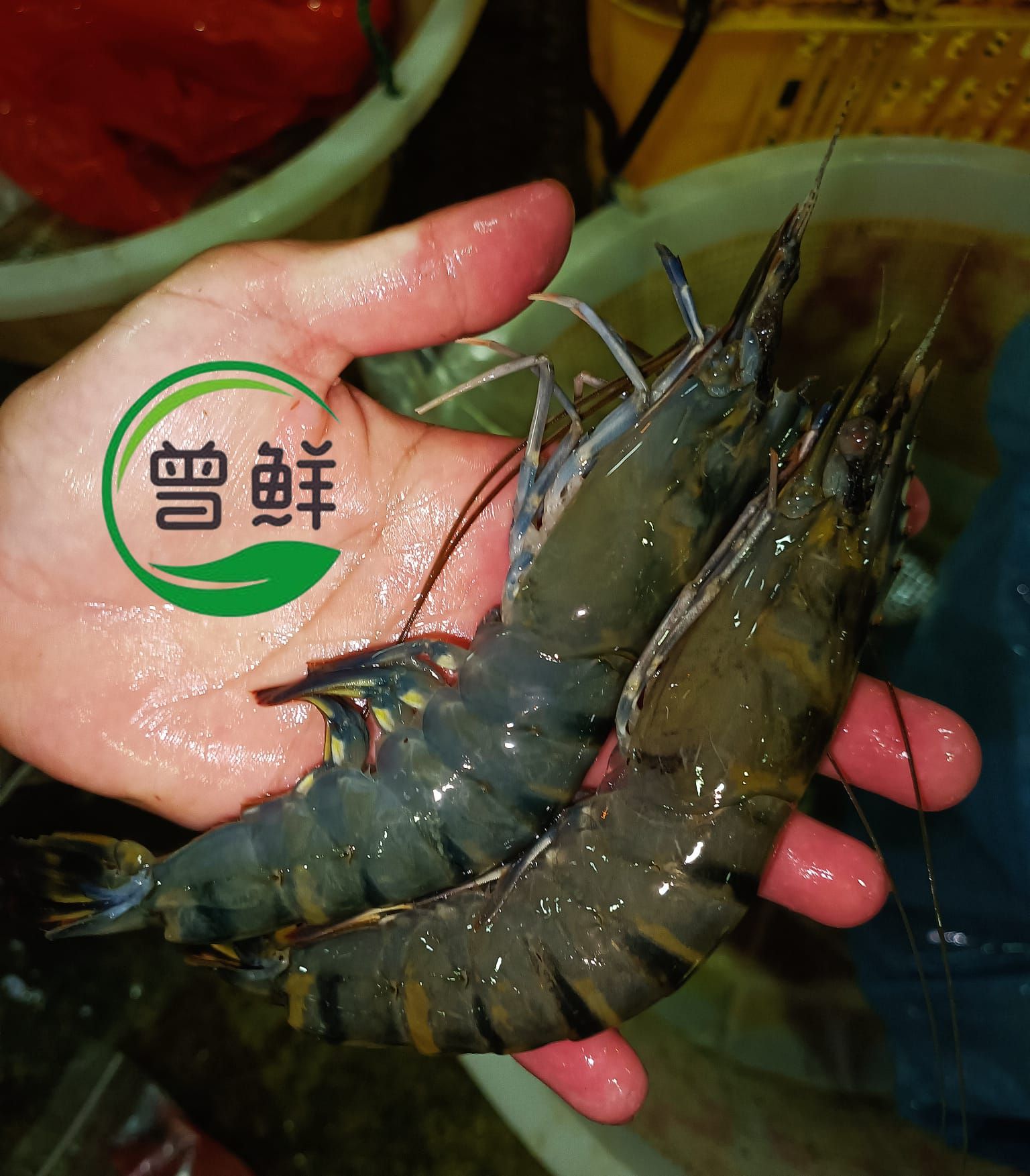 优惠-活老虎虾 Live Tiger Prawn_0