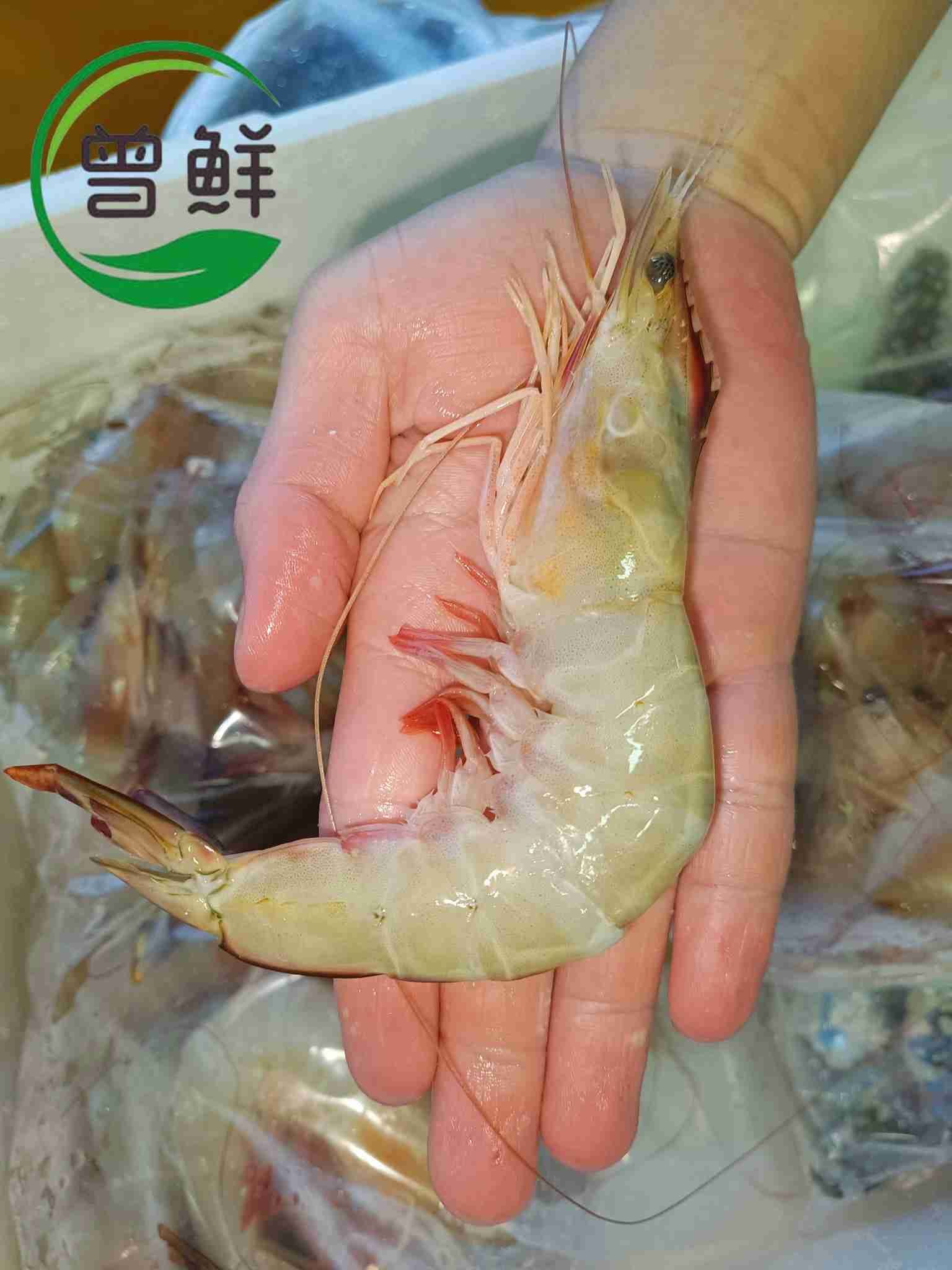 红脚虾 Ang Kar Prawn_1