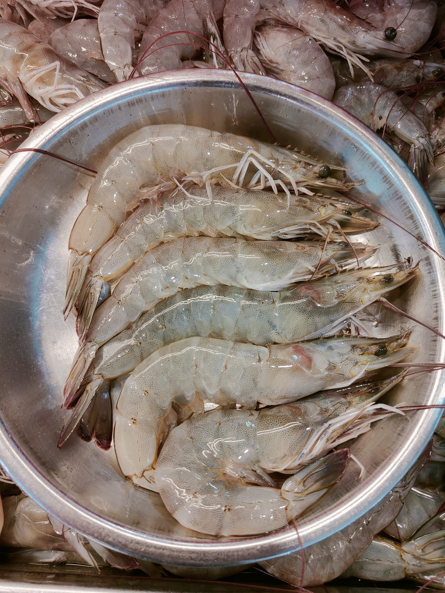 M GREY PRAWN 灰蝦_0