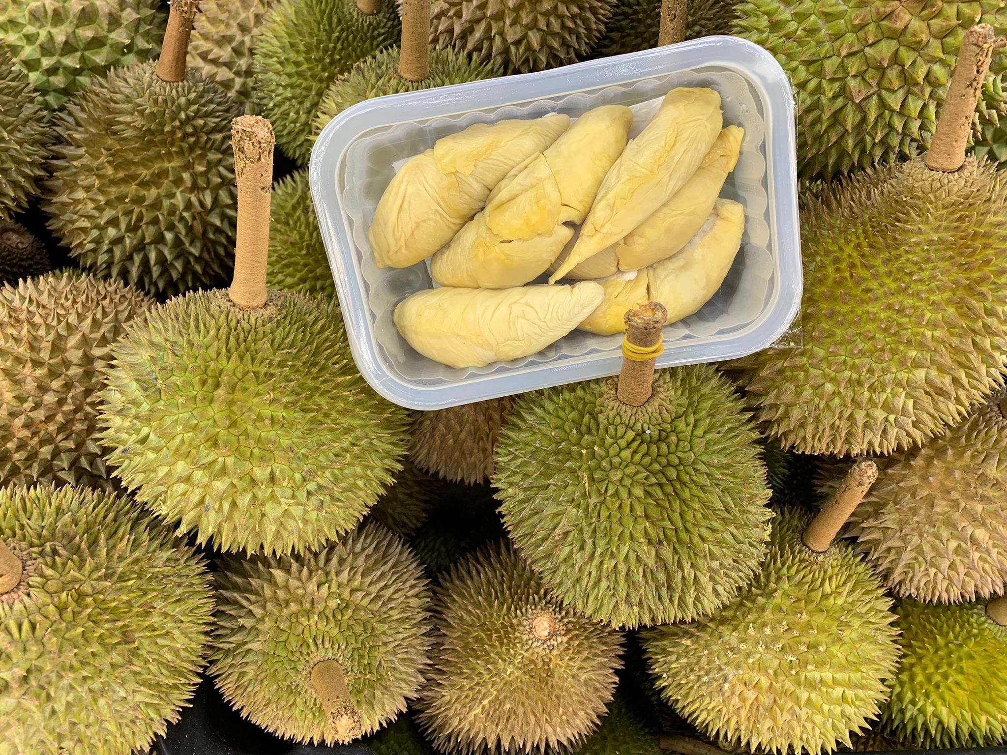 Set C-GOLDEN PHOENIX 【套餐C  - 金凤】_1