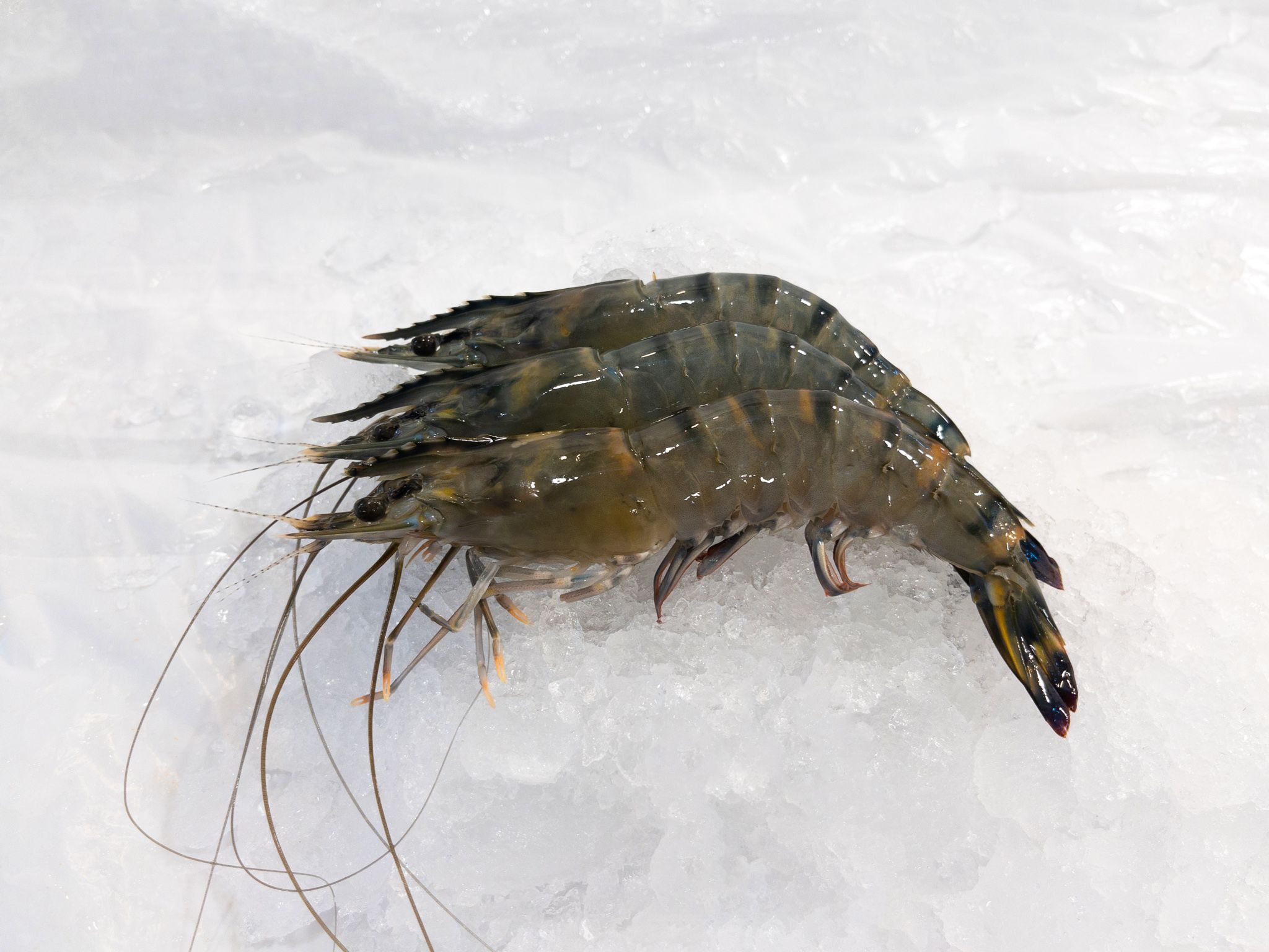 P01 Tiger Prawns 老虎虾_0