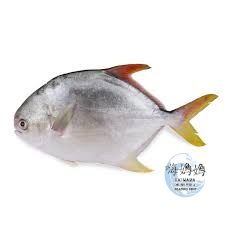 Golden Pomfret/文昌_0